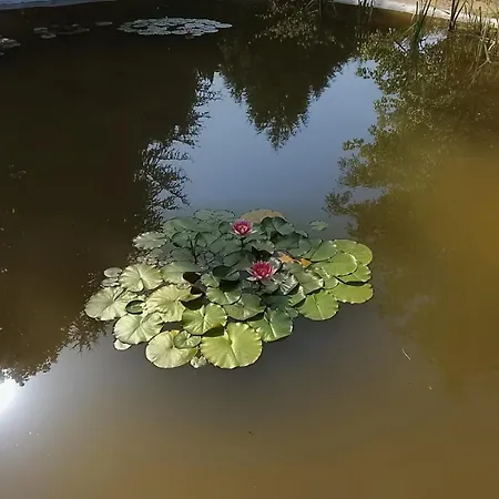 Casa de Férias Vida De Aldea